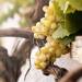 Burgundy Wine Region of Eastern France